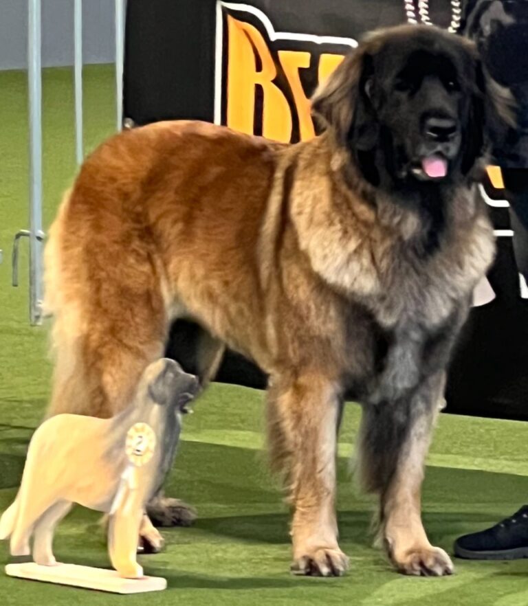  Adia vom goldigen Löwen