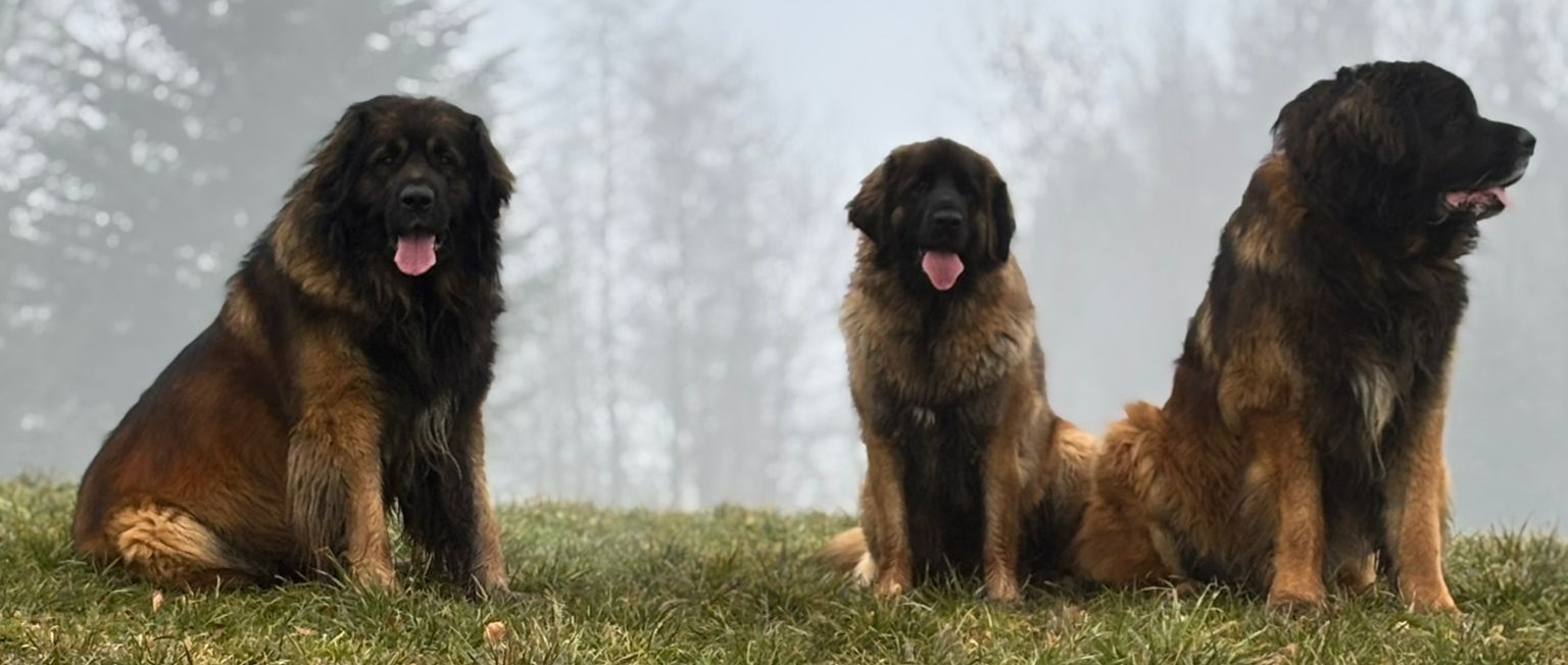 Schorschi (Papa C-Wurf) - Bonita - Opa (C-Wurf)